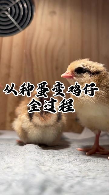 小鸡的日记丨成长的足迹 小鸡的日记丨成长的足迹