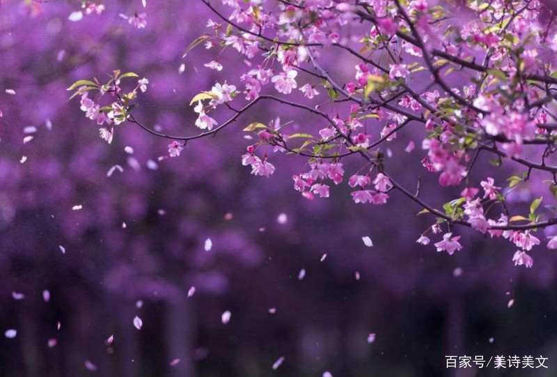 时光里的温柔告白｜百句情话，百种心意