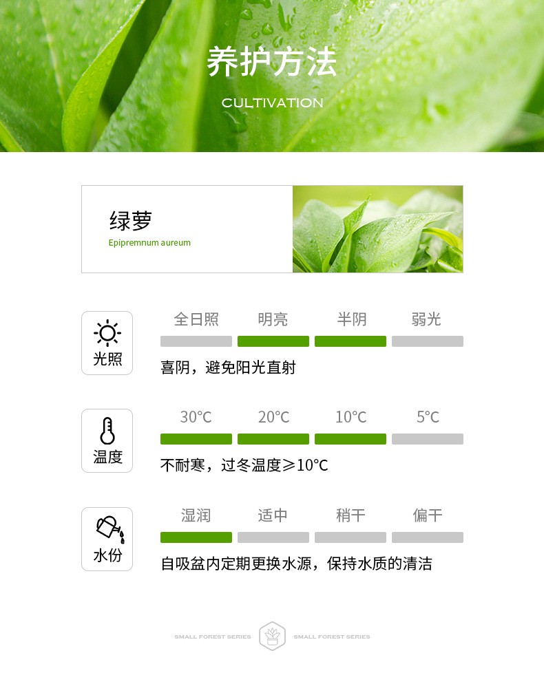 绿萝的故事丨从荒芜到生机