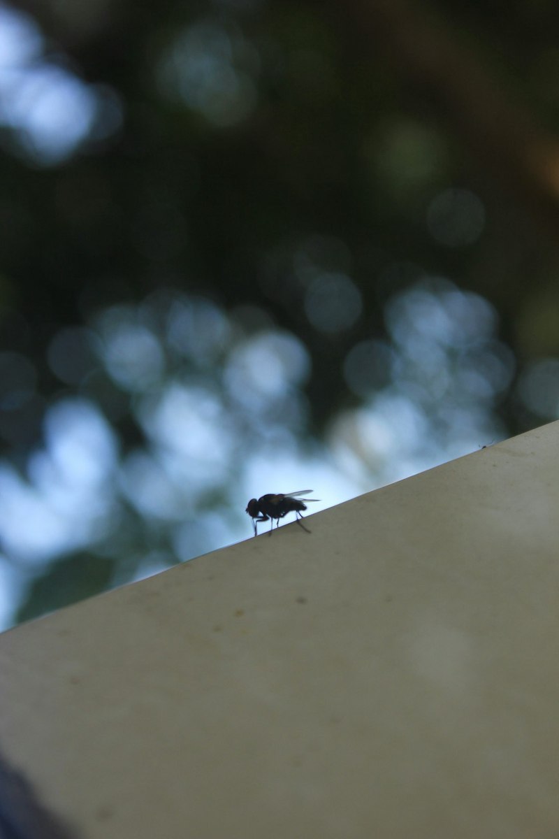 蚂蚁的世界丨微观观察记