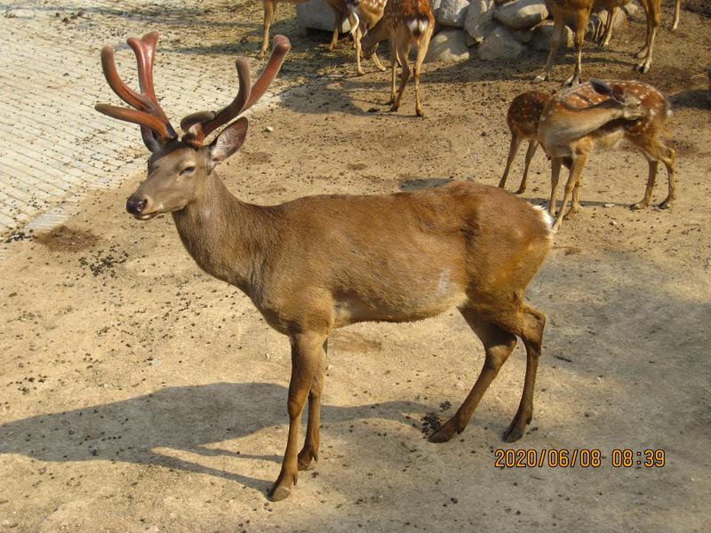 猫在阳台上的那一小时！