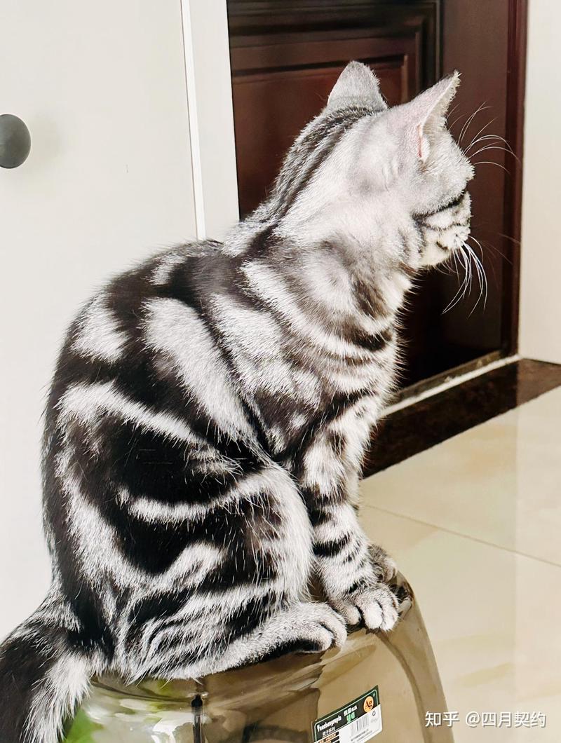 晨光中的猫咪小世界