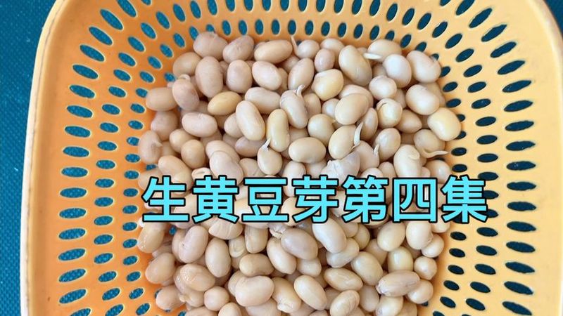 观察黄豆日记—豆芽的悄悄话 观察黄豆日记—豆芽的悄悄话