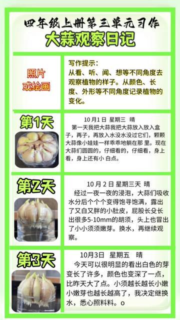 大蒜成长日记 大蒜成长日记