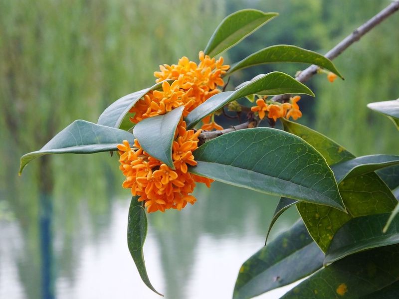 桂花香，秋意浓？