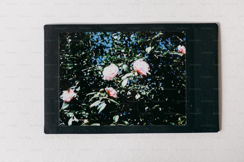 蔷薇的 whispers？