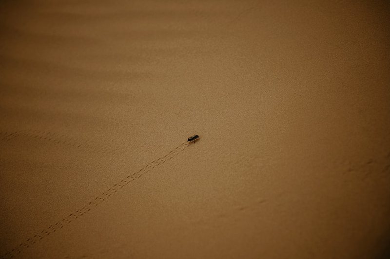 今天，我看见了蚂蚁搬家…