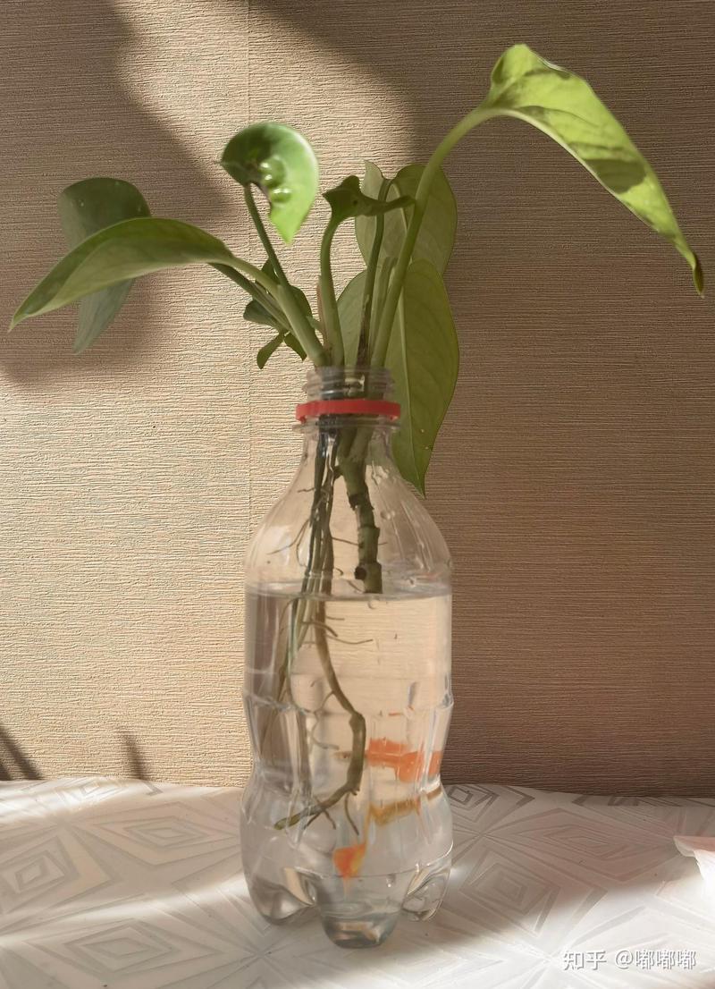 绿萝的绿意与我的静谧时光？