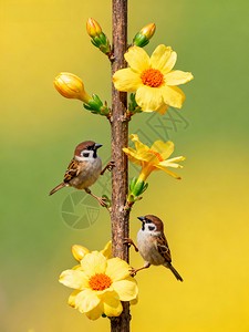 小鸟日记 小鸟日记