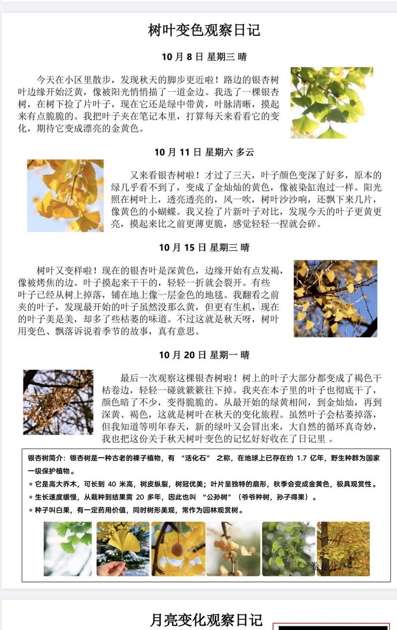 今天，我与树叶的对话…