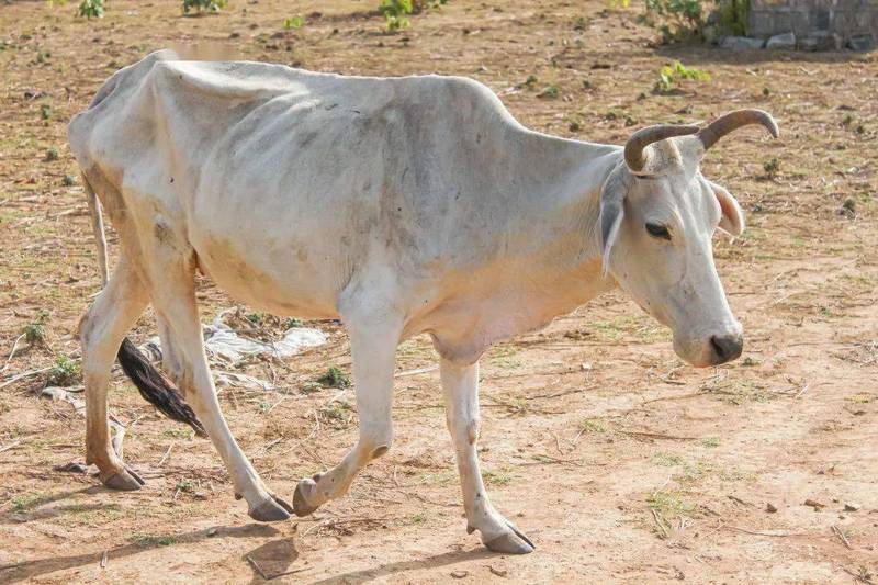 牛的传说·耕作者的伙伴与守护神