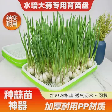 蒜苗初长成，心中喜悦满溢…