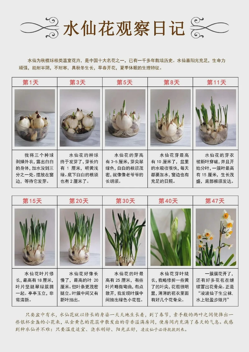 水仙在窗台发芽了？