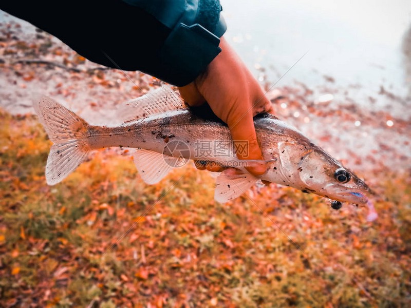 河边的黄昏，我终于抓到了一条大鱼！