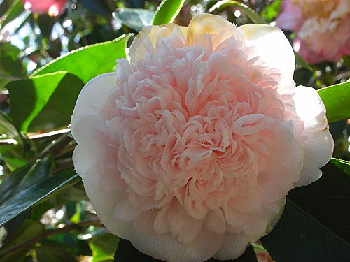 雨后的茶花,静默的盛放! 雨后的茶花,静默的盛放!