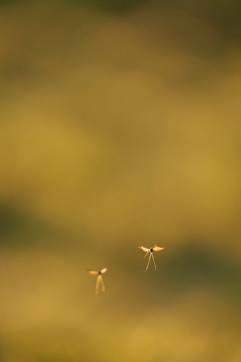 蚊子的日记｜一个普通蚊子的一天
