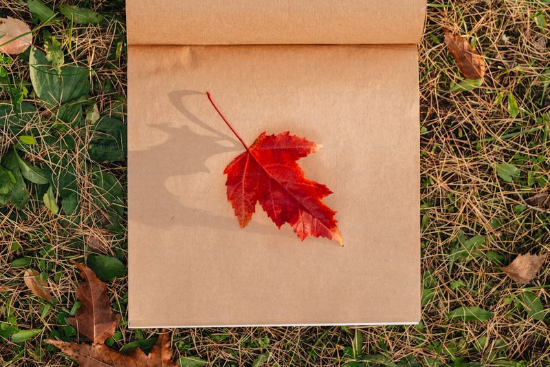 踩碎一片落叶，秋天就真的来了…