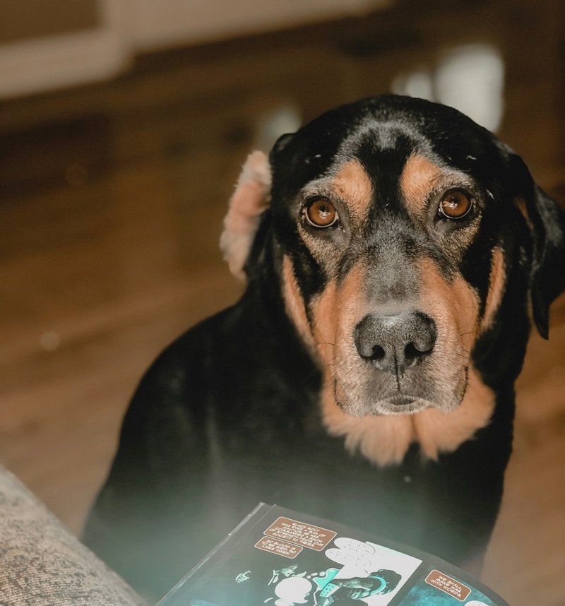 狗的日记｜一天的日常生活记录