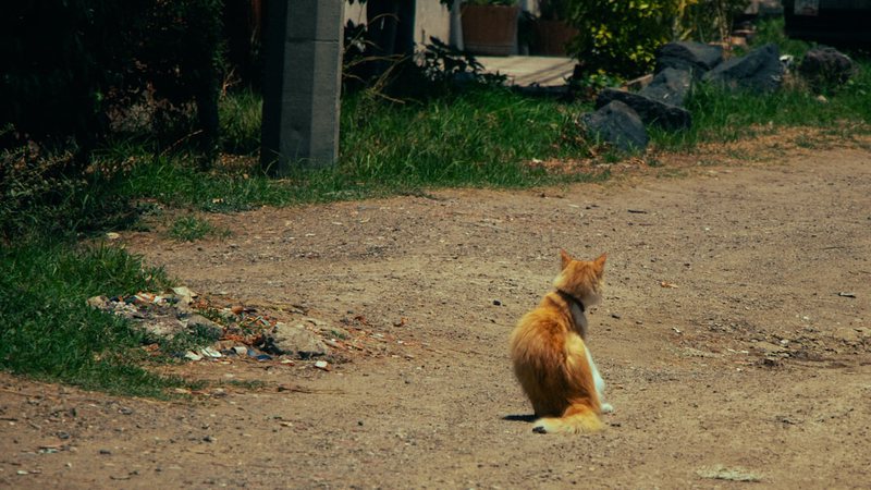 猫和小狗的温馨一日…