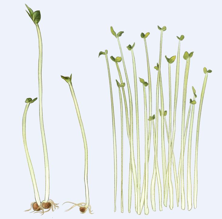 绿豆发芽记—从硬核到嫩芽的奇妙旅程