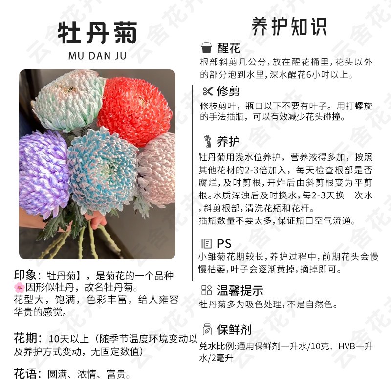 阳台角落里的“小拳头”|我的菊花观察日记 阳台角落里的“小拳头”|我的菊花观察日记