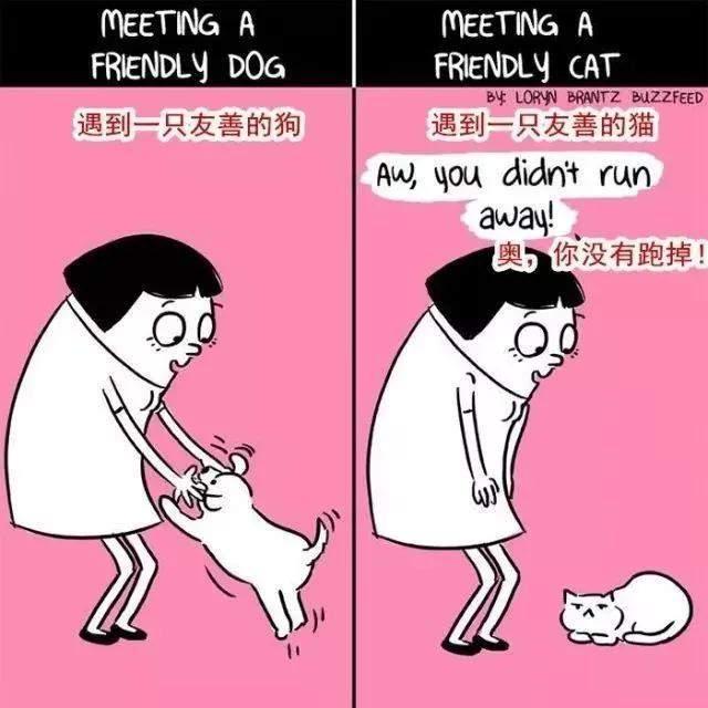 猫狗情话丨爱的温柔与坚定