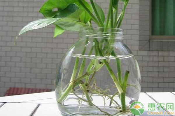 绿萝立夏|春色未尽,绿意盎然 绿萝立夏|春色未尽,绿意盎然