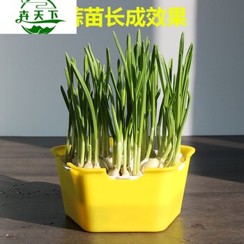 种花的那些事儿！