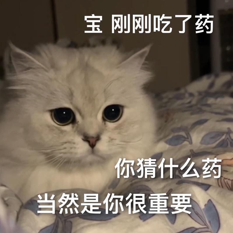 猫语情书|你的温柔我懂 猫语情书|你的温柔我懂