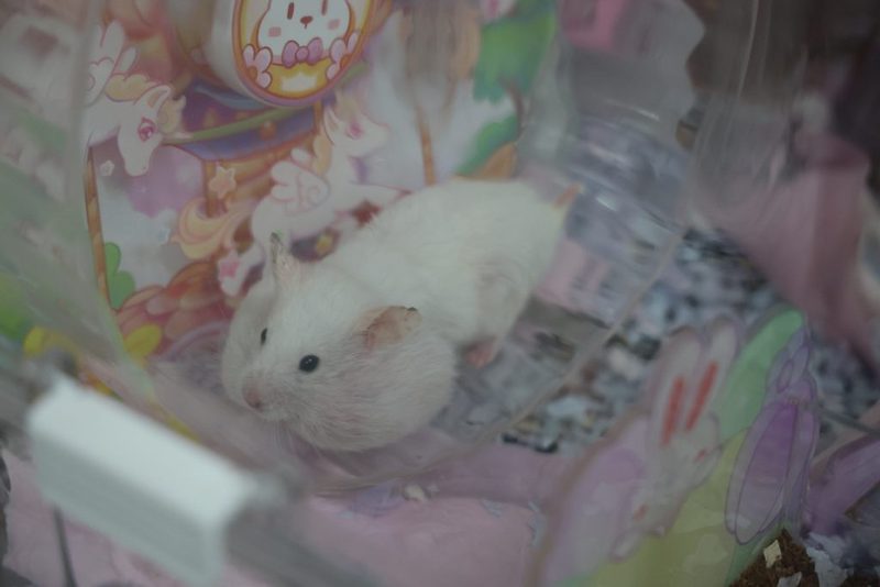 小灰的第三周｜它居然开始玩“躲猫猫”了