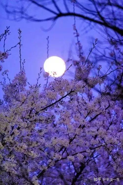 月光下的低语丨夜里思念一个人的情话大全