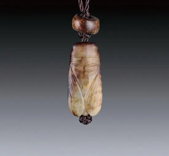 今天在老街遇见一只玉蝉？