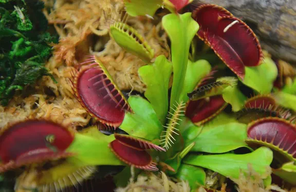 我养的捕虫植物今天“吃”了只小飞虫？