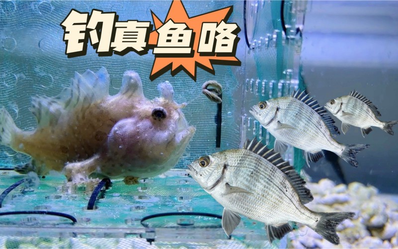 晨光中的小小奇迹
