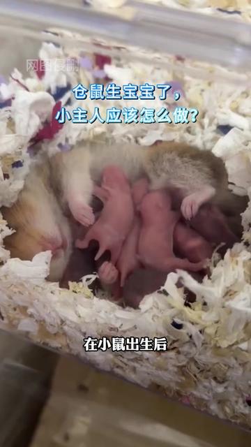 仓鼠宝宝的奇幻成长之旅！