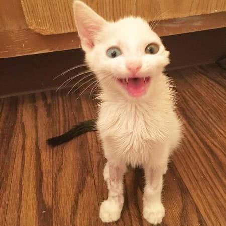 流浪猫日记丨一只猫眼中的城市夜晚