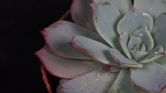 绿意盎然的小生命·我的多肉植物养殖日记