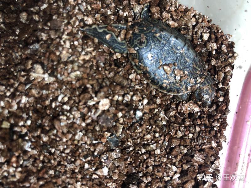 龟界新星的日记丨慢生活，快成长