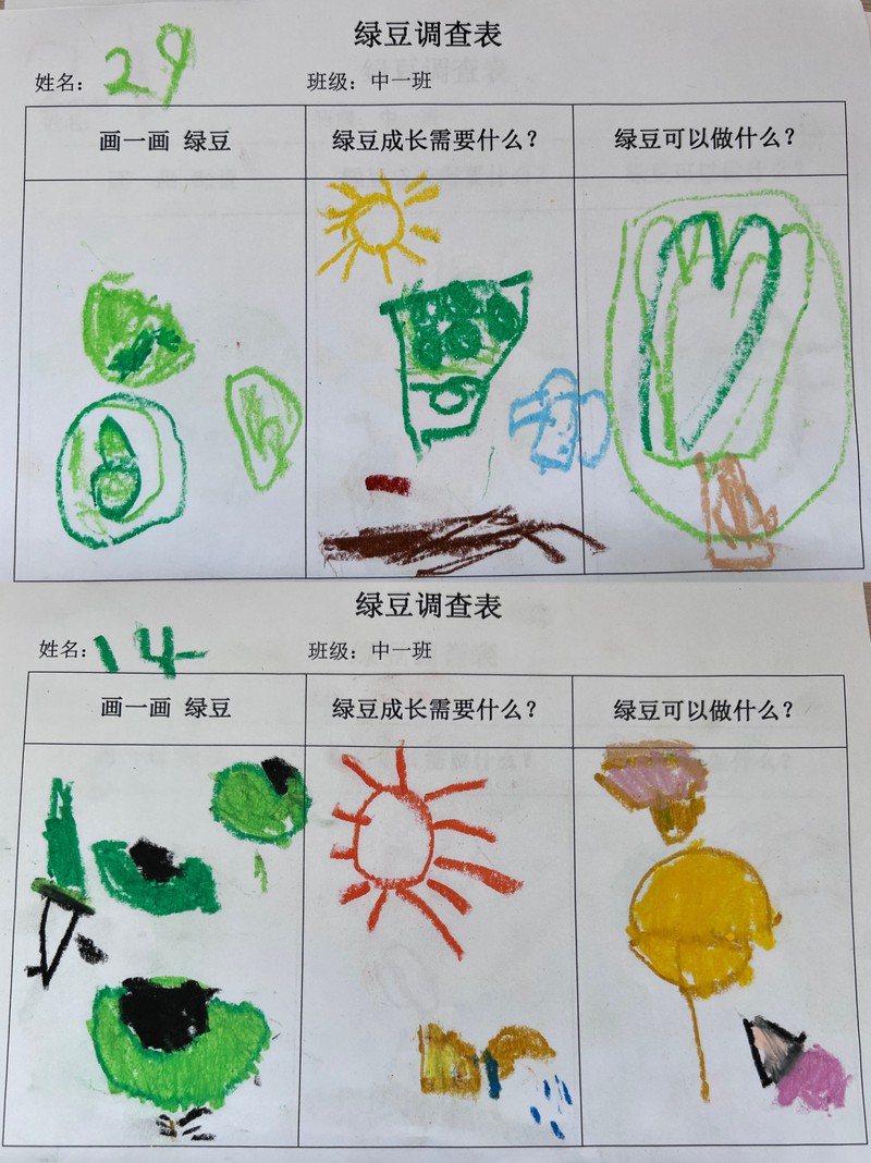 豆子在杯里偷偷发芽了! 豆子在杯里偷偷发芽了!