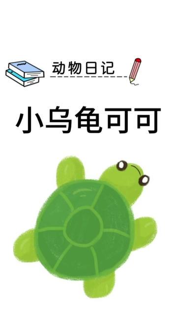 小乌龟的壳里藏着的故事？