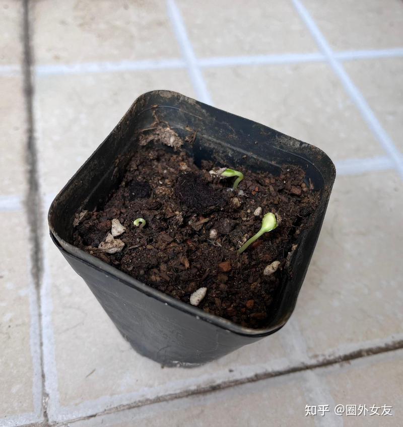 种下一颗小番茄，等它长成我的夏天！