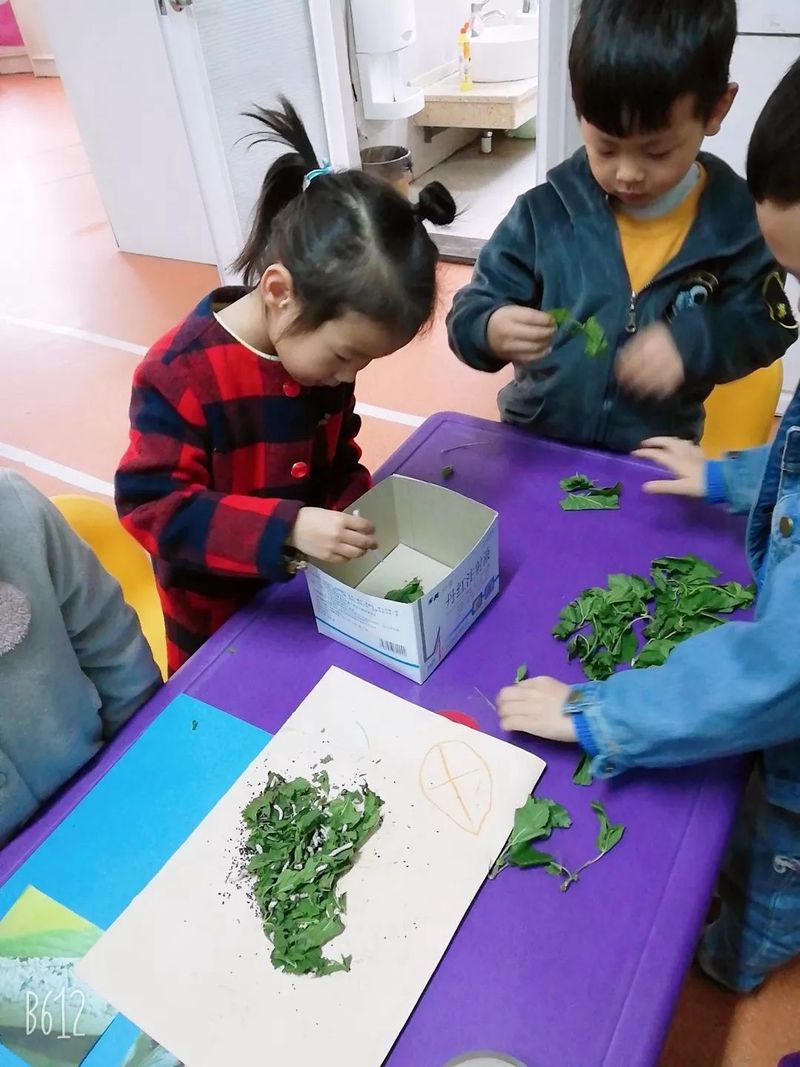 蚕宝宝的第三天—从吃桑叶到吐丝的奇妙旅程