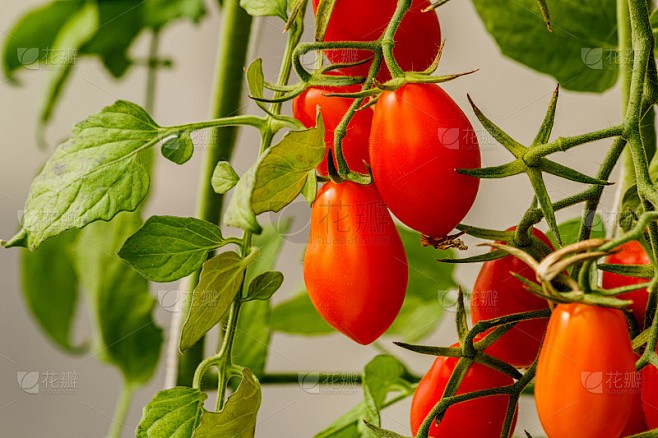 阳光下的樱桃番茄，我的小确幸！