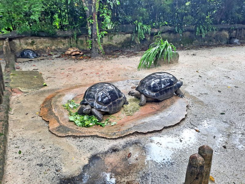 新加坡动物园日记！