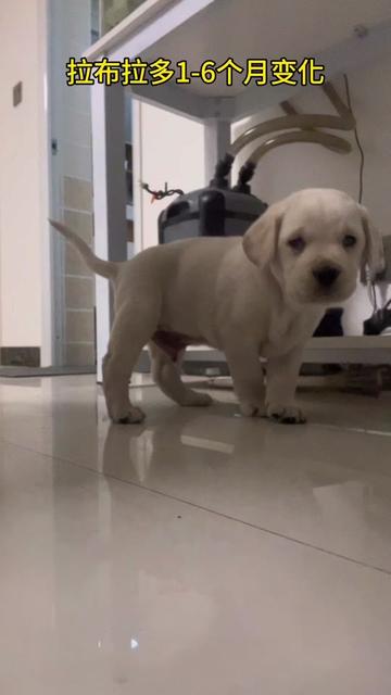 毛孩子的快乐日记·拉布拉多的日常小趣事