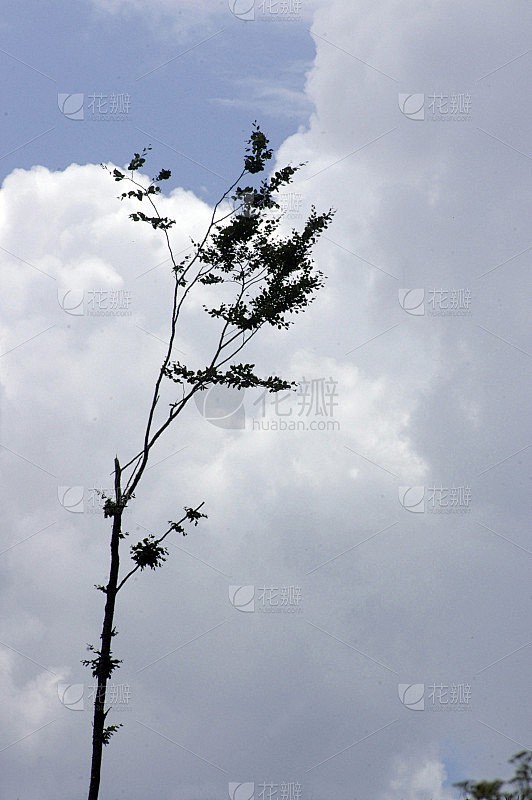 云的形状像棉花糖…