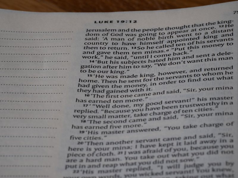 绿豆发芽记·从硬核到软萌的奇妙转变