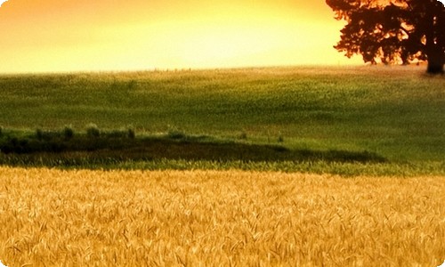 楼下老张的猫，今天又在晒太阳…