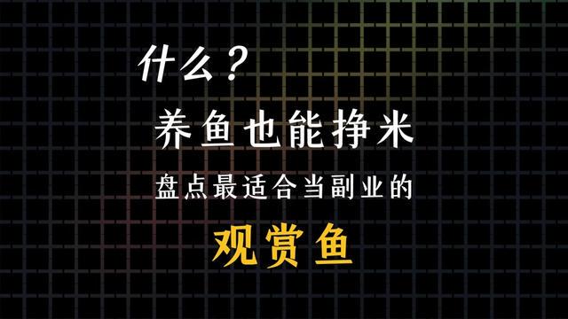 喂鱼的下午，阳光有点晃眼…
