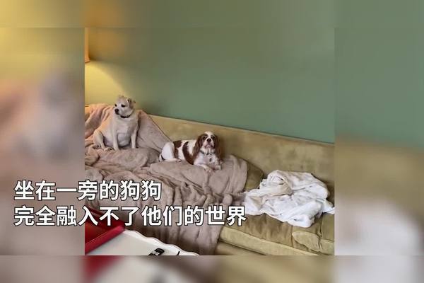 情话主播与狗丨那些温暖又甜蜜的告白 情话主播与狗丨那些温暖又甜蜜的告白
